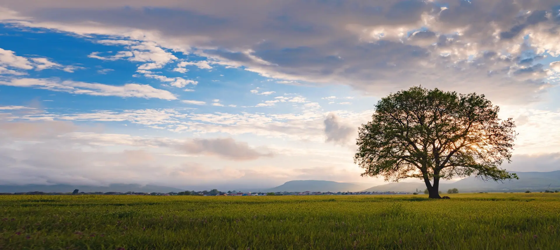 A lone oak tree standing in an open field at sunset